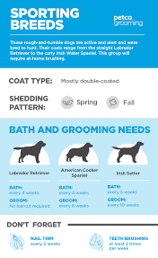 Find a safe home for a pet you can't keep. How Often Do I Wash My Dog Advice For Pet Parents Petco