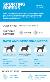 Be careful of eyes ears and mouth when shampooing your dog. How Often Do I Wash My Dog Advice For Pet Parents Petco