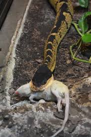 Best reptile display you can imagine! A Bushmaster After Feeding Picture Of Cape Fear Serpentarium Wilmington Tripadvisor