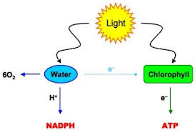 102 The Light Dependent Reactions Photophosphorilation