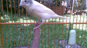 Bahkan, bila dilihat dari samping, tampak seperti dua ekor burung dalam satu sangkar. Cara Membuat Kandang Ternak Kenari Sarungpreneur
