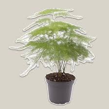 Image result for Fuirena sagittata