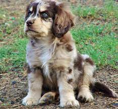 Aussaliers are a cross between an australian shepherd and a cavalier king charles spaniel. Queen The Aussie Shep Coxie Spaniel Mix Hobbies Include Playing With Kittens Australian Shepherd Australian Shepherd Puppies Aussie Puppies