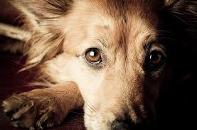 Treating your pets like family!. End Of Life Pet Care For Your Precious Friend Union Lake Veterinary Hospital
