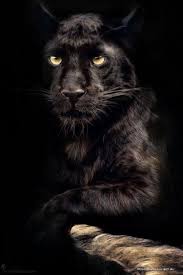 Matte Black Buyuk Kediler Kara Kedi Vahsi Hayvanlar