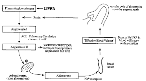 Renin Angiotensin Aldosterone Anp