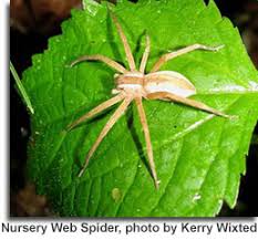 Rafiki is a featured article, which means it has been identified as one of the best articles produced by the disney wiki community. Common Spiders Of Maryland Maryland S Wild Acres