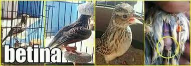 Ditulis pada mei 22, 2014. Jual Beli Burung Purwokerto Lecafe