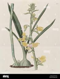 Image result for Eulophia galeoloides
