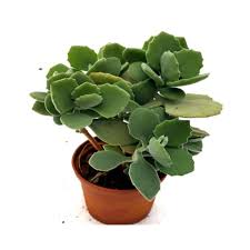 Buy Kalanchoe Millotii Plants Online At Lowest Price