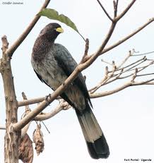 Image result for Ozoroa nigricans