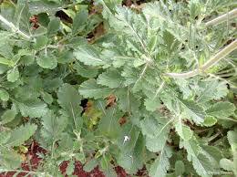 Image result for Odontosoria africana