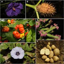 Image result for Solanaceae