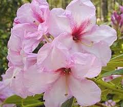 Rhododendron Photo Image Rhododendron Plant Rhododendron Plants