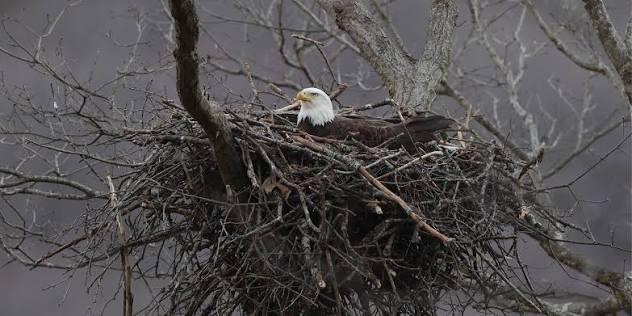 Bald Eagle Nesting | Game Commission | Commonwealth of Pennsylvania