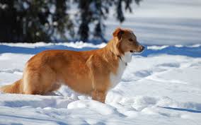 Tiere Im Winter Hintergrundbilder Hd Hintergrundbilder Das tier darf nicht aus der tasche hinaus.