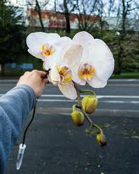 Check spelling or type a new query. Import Flowers Home Facebook