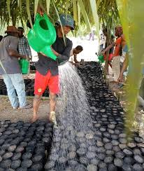 Image result for Renealmia africana