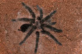 Tliltocatl albopilosus (previously brachypelma albopilosum) is a species of tarantula, also known as the curlyhair tarantula.the species' native range is nicaragua and costa rica. Wild Utah Photos Descriptions And Locations Spiders Tarantula Curly Hair Tarantula 1 Female Brachypelma Albopilosum Nicaraguan