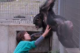 Researchers Document Second Case Of Down Syndrome In Chimps Eurekalert Science News