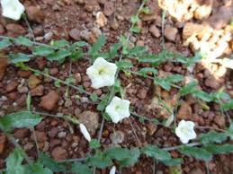 Image result for Xenostegia tridentata