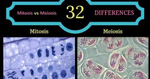 Biology Exams 4 U Difference Between Mitosis And Meiosis