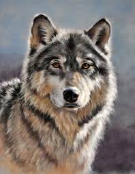 Image Detail For Wolf Portrait Wolf Portraits Wolf Painting Wolf Art Wolf Artwork