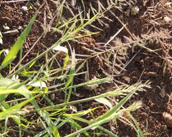 Image result for Dinebra