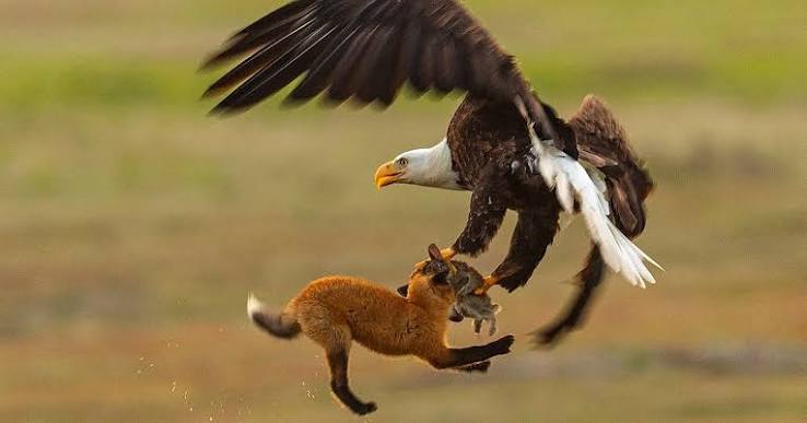 How one famous fox photo created interest that led to a conflict on San Juan Island | The Seattle Times
