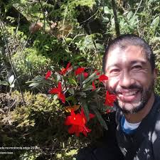 Sophronitis e seus hibridos