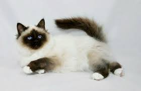 Birman Kittens For Sale Nsw Long Haired Siamese Birman Kittens Birman Cat Birman Kittens For Sale