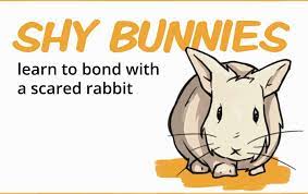 Be a rabbit — mimic the way two rabbit friends interact with each other, such as grooming or relaxing. How To Befriend A Shy Bunny A Step By Step Guide