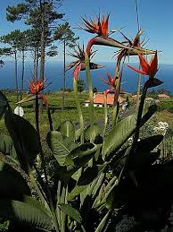 pin on strelitzia