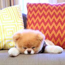 Lazzy Afternoon Boo The Dog Retriever Puppy World Cutest Dog