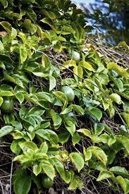 Green tea, marigold flowers, natural passion fruit flavor, natural flavorings. Yellow Passion Vine Leaves Reasons For Passion Flower Leaves Turning Yellow