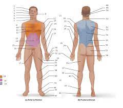The standard anatomical position is agreed upon by the international medical community. Anatomical Position And Regional Terms Figure 1 1 Diagram Quizlet