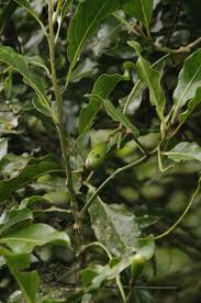 Image result for Beilschmiedia michelsonii
