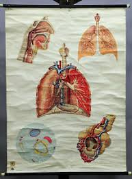 Details About Old Pull Down Medical Wall Chart Anatomical Poster Print Respiratory System Lung