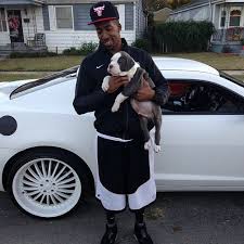 Xxl pitbull puppies for sale. Blue Pitbull Puppies For Sale Near Me Pet S Gallery