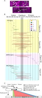 Selvendran and oneill (1985) isolation and analysis of cell walls from plant material. Pdf Bifacial Cambium Stem Cells Generate Xylem And Phloem During Radial Plant Growth Semantic Scholar