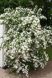 Plants flowers flowering shrubs rhododendron azaleas rhododendron indicum. Philadelphus Manteau D Hermine Bush Shrub With Double White Flowers Garden Shrubs Plants Planting Flowers