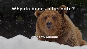 Unlike hibernation, torpor is not voluntary and often lasts for shorter periods of time. Why Do Bears Hibernate Youtube
