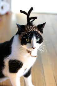 Max The Dog Grinch Cat Hat Christmas Dr Seuss Costume Etsy Pet Costumes Cat Hat Cute Animal Pictures