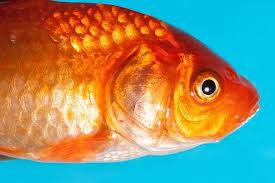 Now cut out your fish template and use it to trace your fish shapes onto your colored paper. Goldfish Freshwater Fish Karpfenfisch Cyprinidae Pet Gold Orange White Scale Macro Structure Pikist