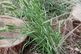 Image result for Enneapogon