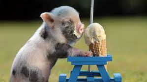 Check spelling or type a new query. Dessert Sweets Sugar Meal Food Baby Pig Cute Humor Funny Wallpaper 1920x1080 768195 Wallpaperup