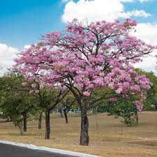 Image result for Tabebuia heterophylla