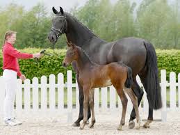 Pokerab menjadi website rekanan terbaik menyediakan game terlengkap dari agen poker idn, silahkan bergabung jika anda berminat. Texas Boy By Taurus Furst Jazz Westfalisches Pferdestammbuch E V