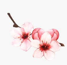 This file was uploaded by swgoyleic. Cherryblossom Sakura Spring Blossom Springiscoming Cherry Blossoms Flowers Drawing Hd Png Download Kindpng