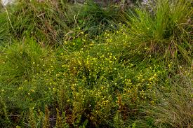 Image result for Zornia capensis